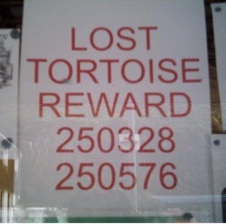 Verlorene Schildkröte?