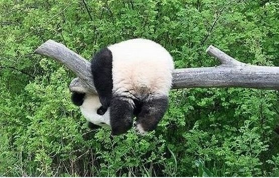 Dies erklärt, warum Panda fast extincts