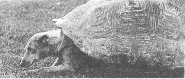 Neue Arten: Dog Schildkröte