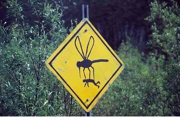 Monster Mücken?