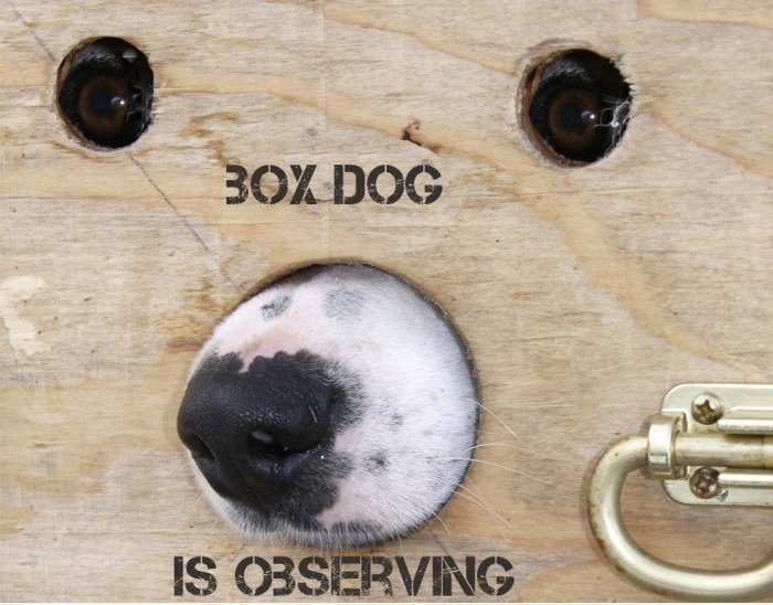 Box Dog beobachtet