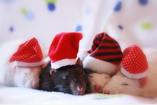 Weihnachten Ratten / Mäusen