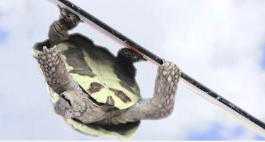 Snowboarding Tortoise von Actimel
