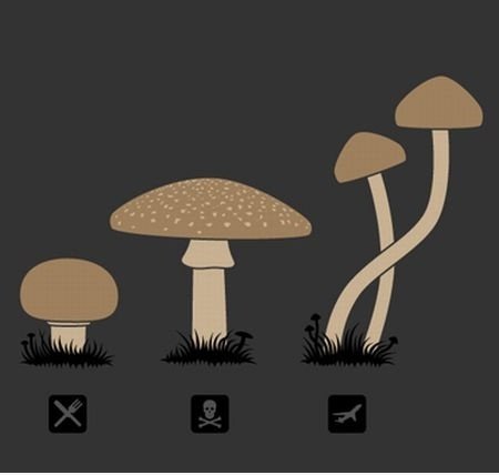Arten von Pilzen
