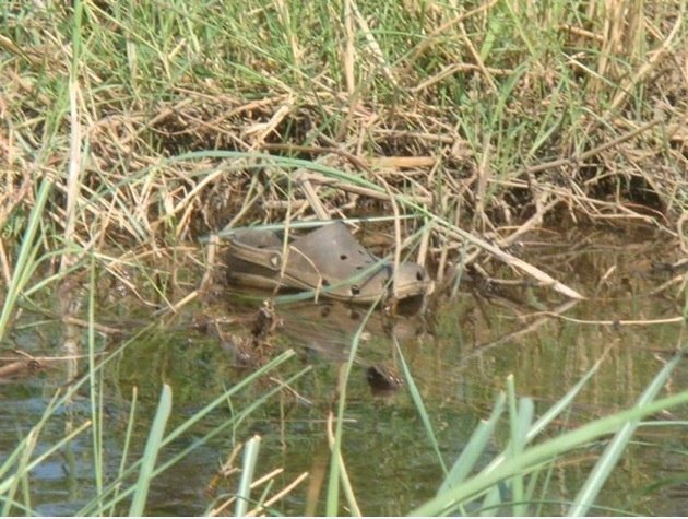 Croc gefunden in Colorado River