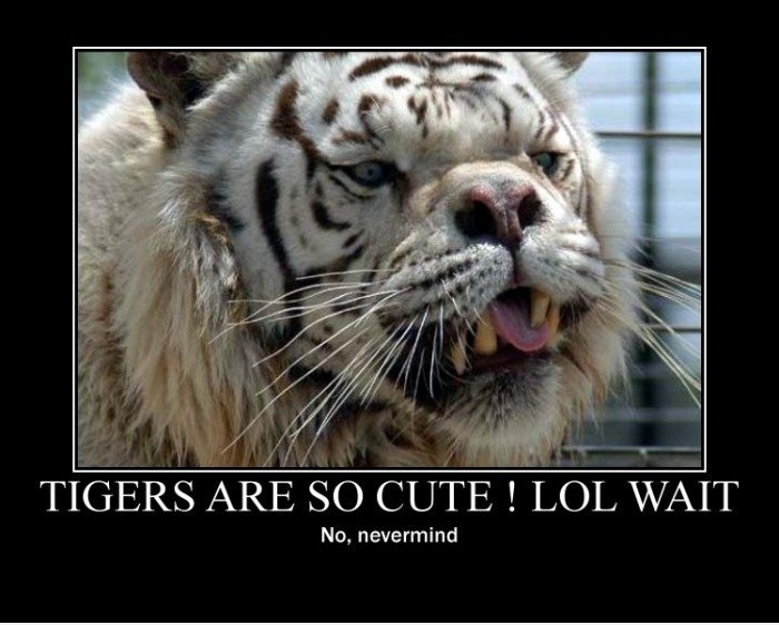 Tigers sind niedlich