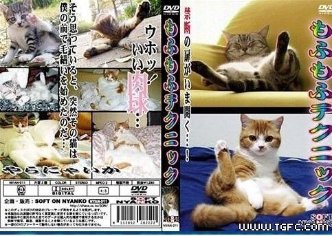 Japan cat av