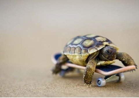 Skatin 'Turtle
