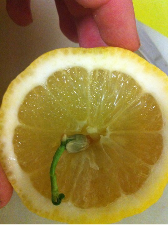 Einer der Samen in meine Freunde Zitronen wachsen begann in ein anderes Zitrone