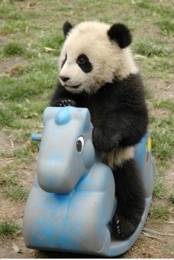 Cute Panda!