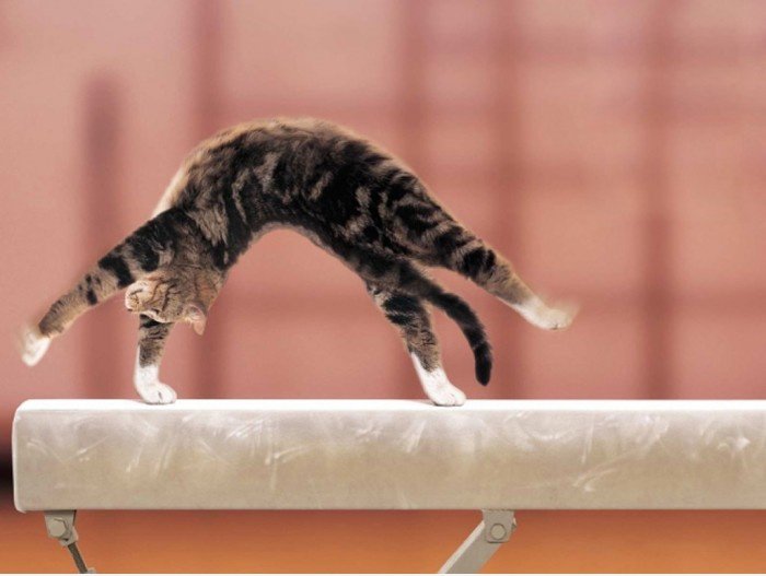 猫猫 也 奥运