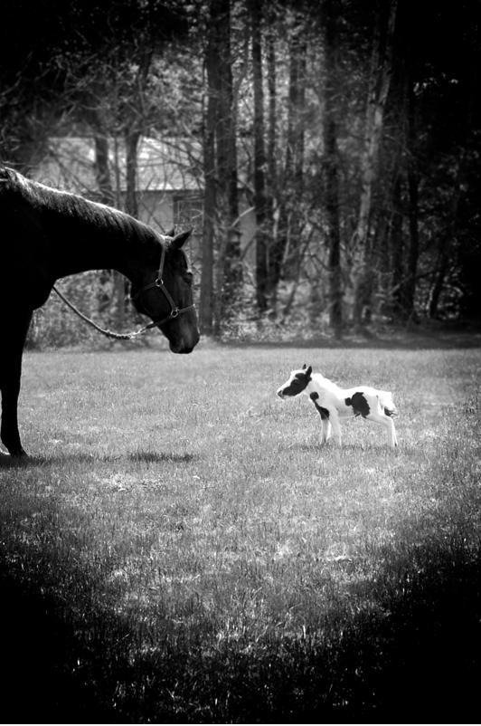 Treffen Einstein, das kleinste Pferd jemals geboren.