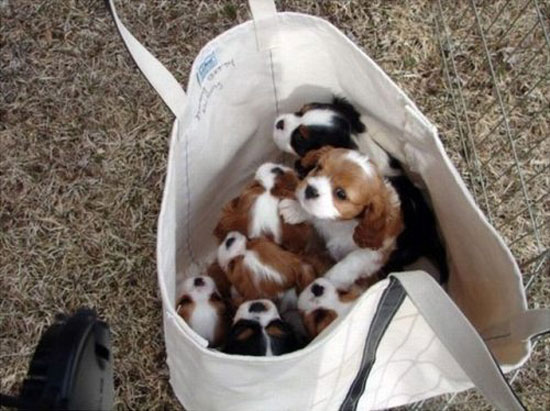 Tasche voller ssser Hunde