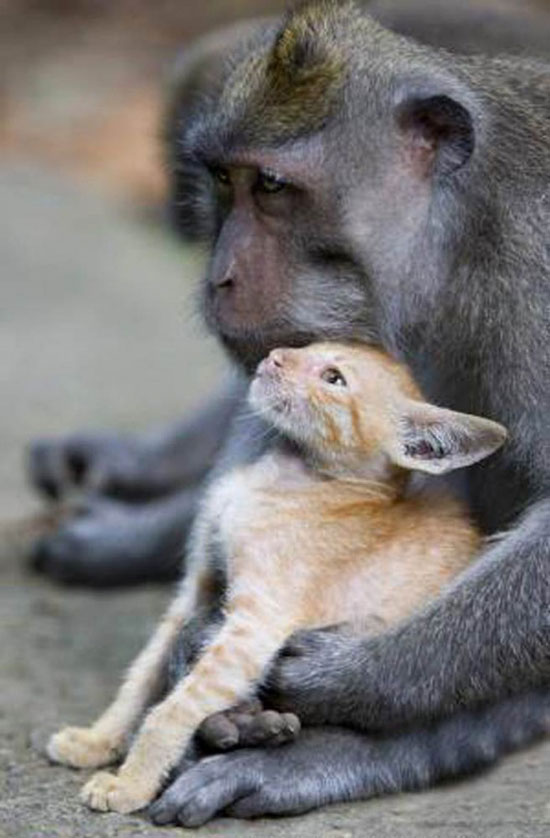 vom Affen adoptierte Katze