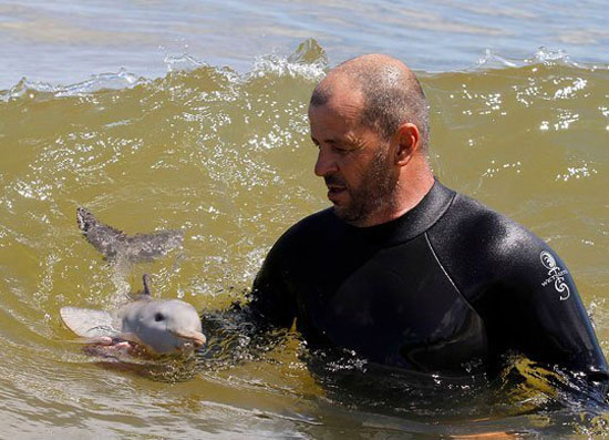 Baby Delphin