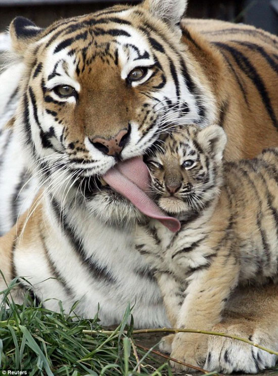 Baby Tiger Mama