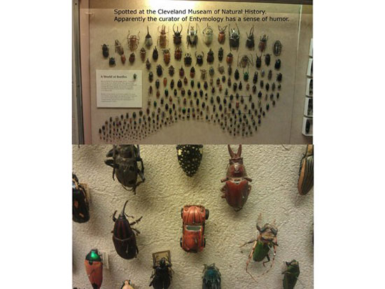 beetle among beetles