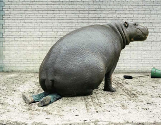 Riesenarsch-Hippo