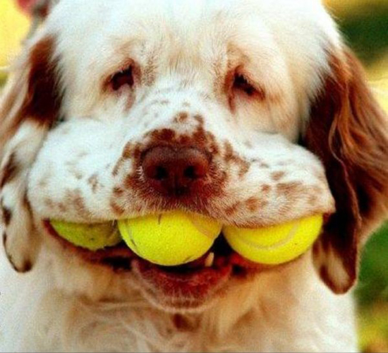 der hund frisst tennisbaelle