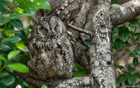 camouflage owl
