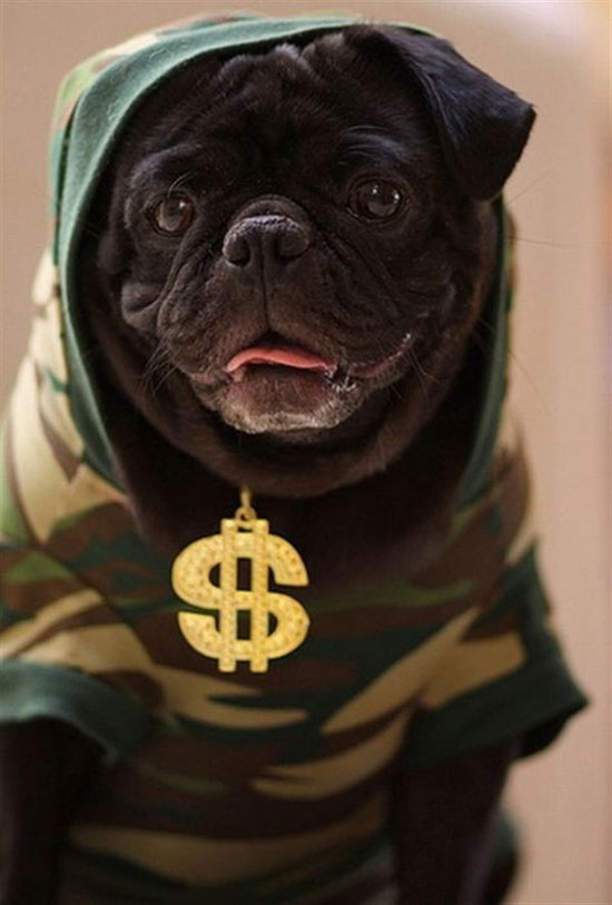 cash money dogg
