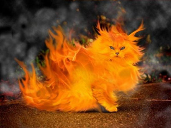 cat on fire