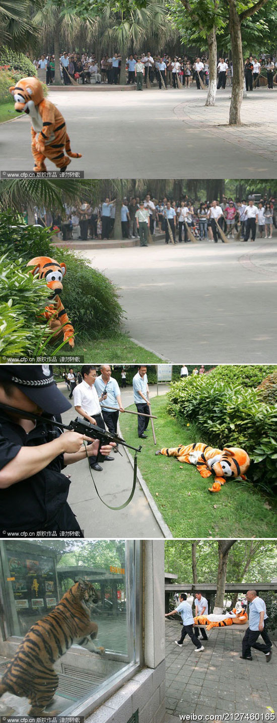 chinese zoo tiger escape drill