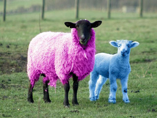 colorfull sheeps