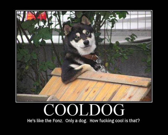 cool dog
