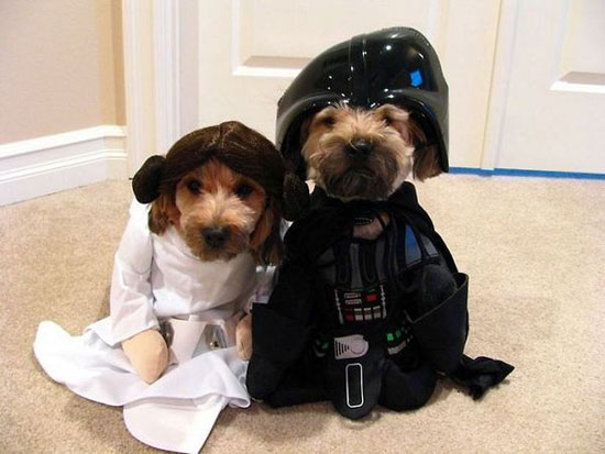 cute star wars dogs