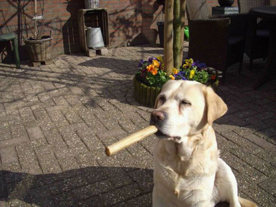 der hund raucht ne zigarre