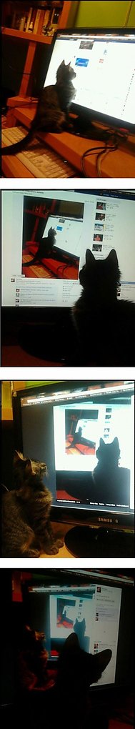 Die Katze vor dem Monitor - Win Bild