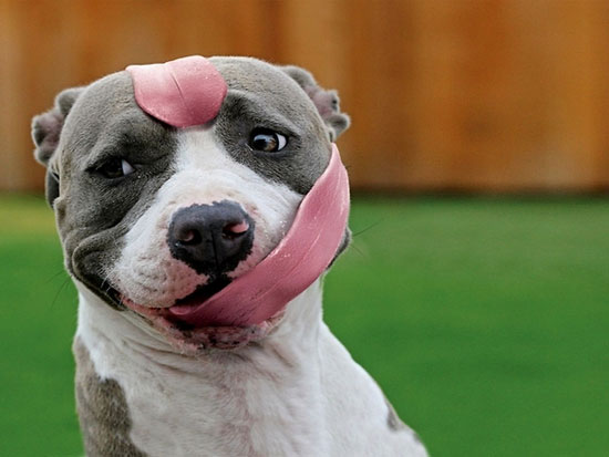 dog-with-big-tongue
