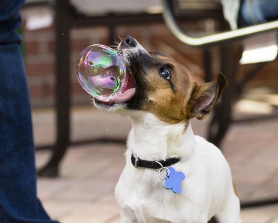dog eating a bubble