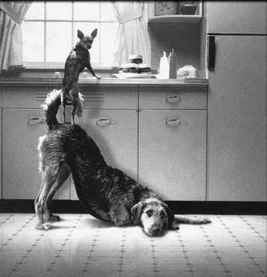 dog teamwork