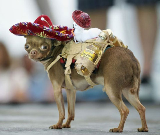 echt-mexikanischer-hund