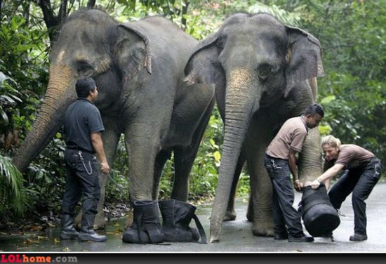 elephant shoes