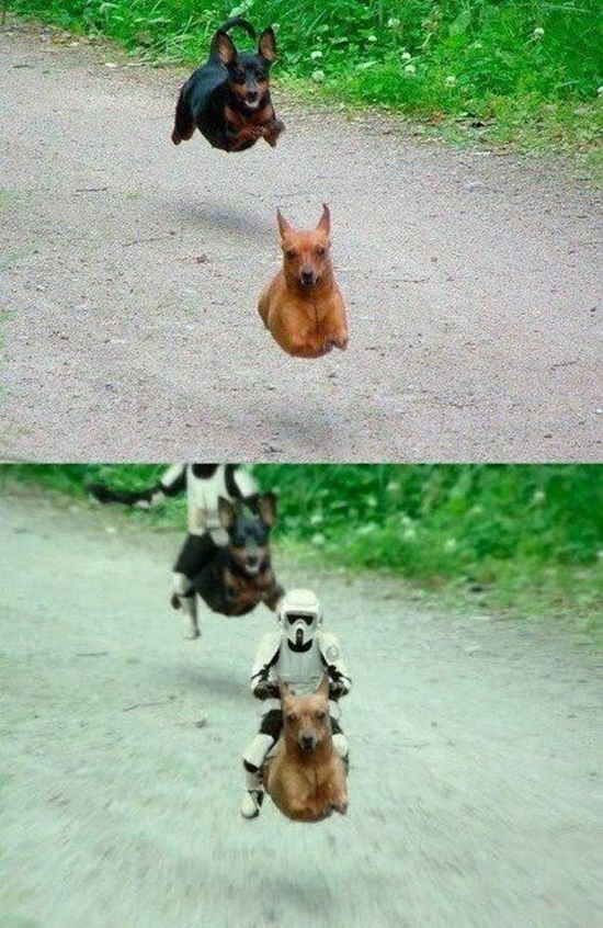 Flieg schneller Hund - Star Wars Win Bild