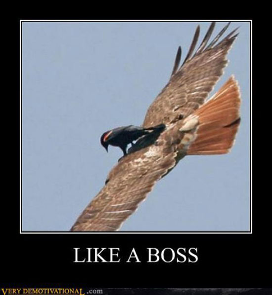 Flying Like a boss