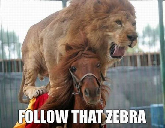 follow that zebra