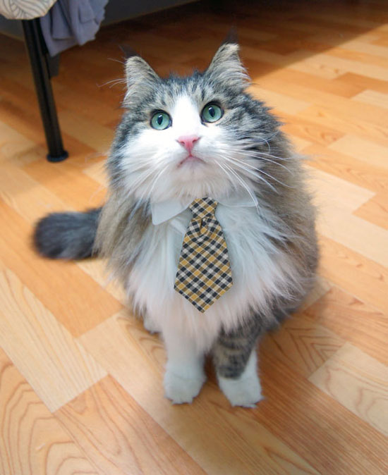 formal kitty