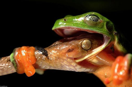 frog vs snake