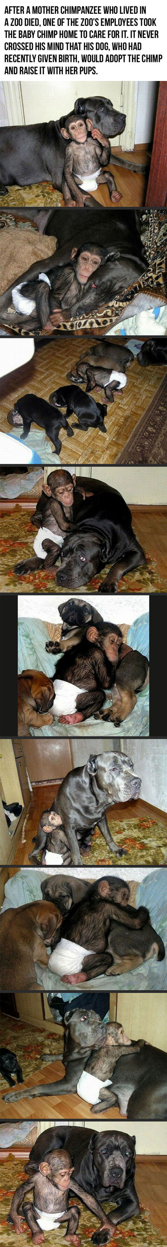 funny-baby-monkey-adopted-dog