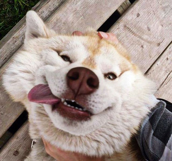 funny dogface