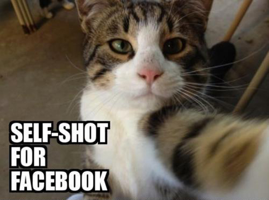 Katze fotograiert sich selber fuer Facebook