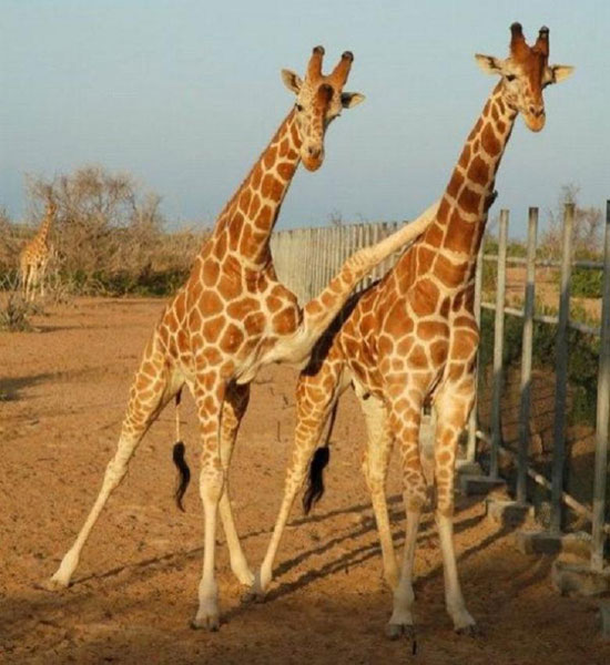 Giraffen Hug