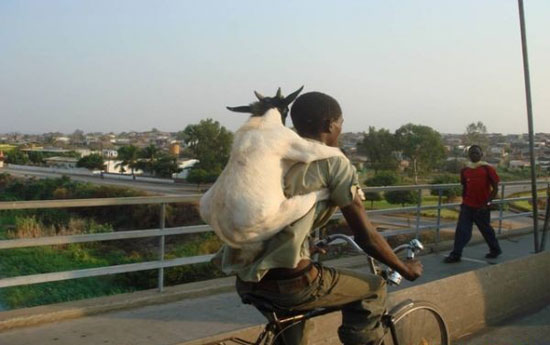 goat going for a ride 4298
