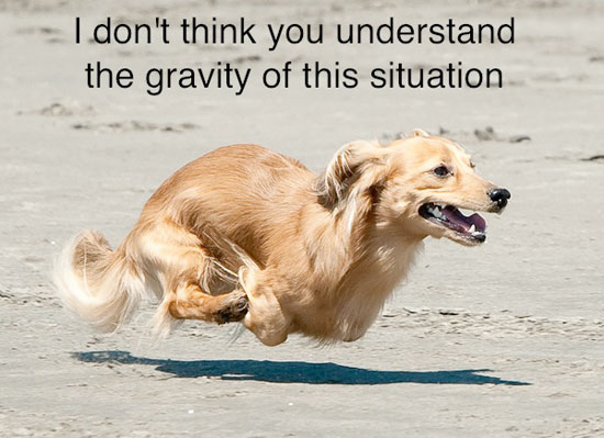Gravity dog