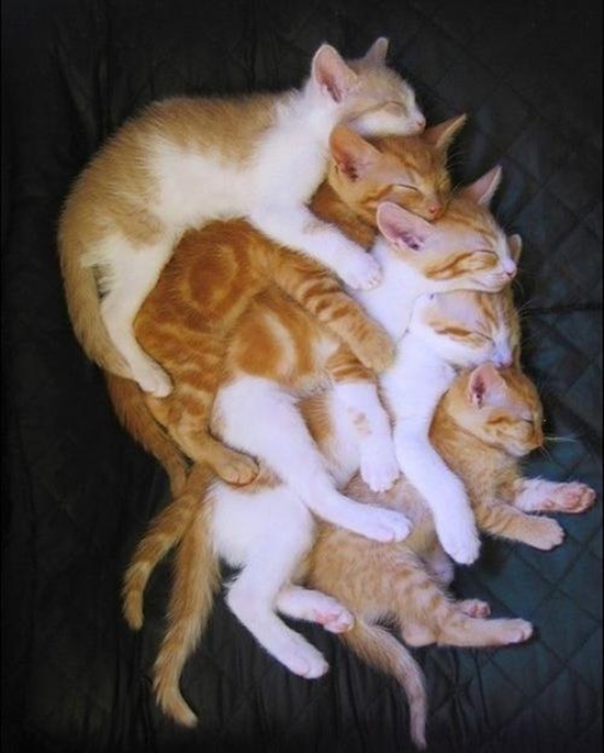 Gruppenkuscheln unter Katzen - Win Bild