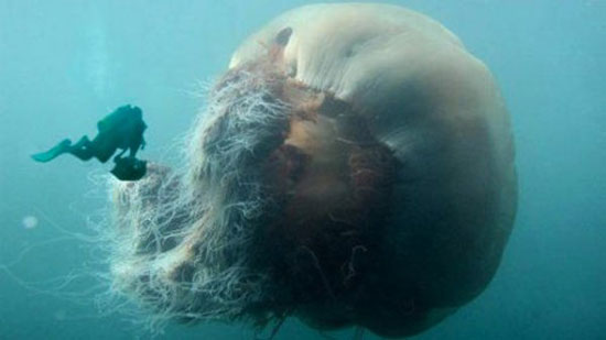 huge jellyfish
